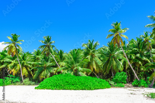 paradise tropical beach palm