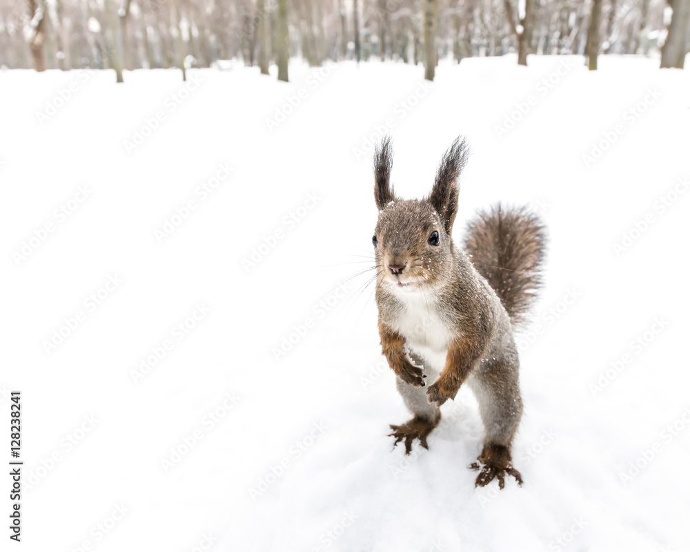 squirrel standing on hind feet looking forward for some food in winter forest squirrel standing on hind feet looking forward for some food in winter forest