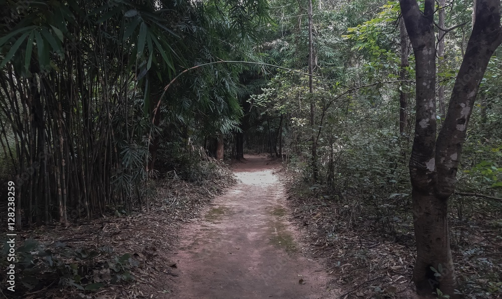passage of the temple in the wild. passage of the temple in the wild.