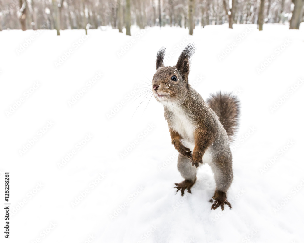 curious squirrel standing on hind feet searching for snack on soft snowy background curious squirrel standing on hind feet searching for snack on soft snowy background