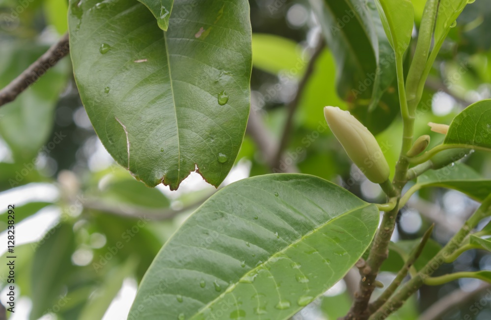 Obraz premium Magnolia alba