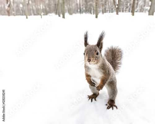 squirrel standing on hind feet looking forward for some food in winter forest 