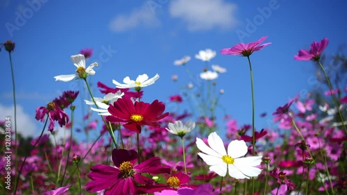 Cosmos flower with blue sky in the background
