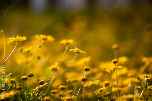 Fototapeta Naklejka Na Ścianę i Meble -  chrysanthemum， Background image