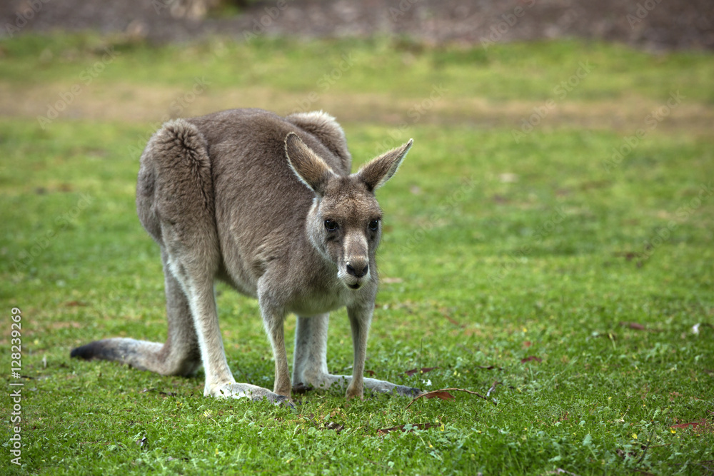 Great grey kangaroo