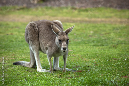 Great grey kangaroo