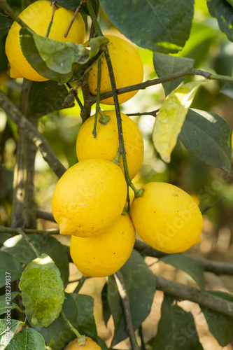 Limon Ağacı