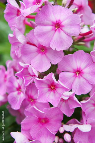 Pink phlox flowers close-up 