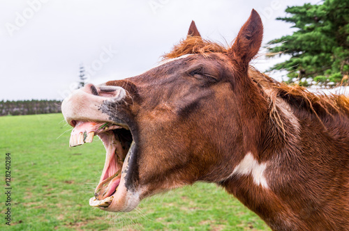 Quadro em tela Funny yawning horse portrait
