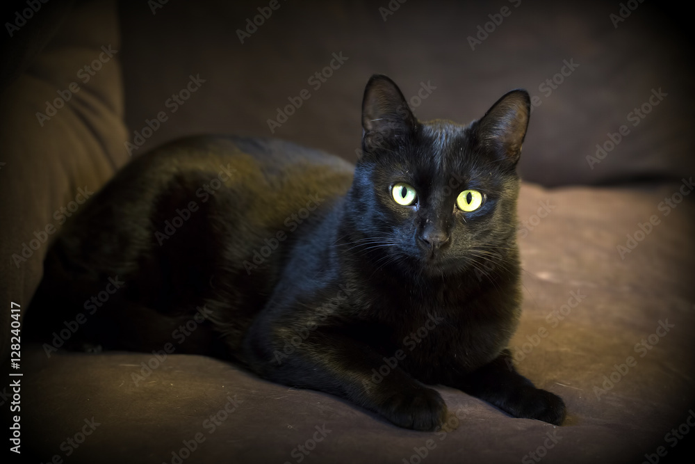 Siyah Kedi