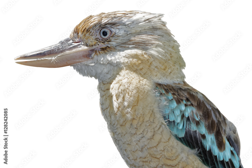 Obraz premium kookaburra on white background