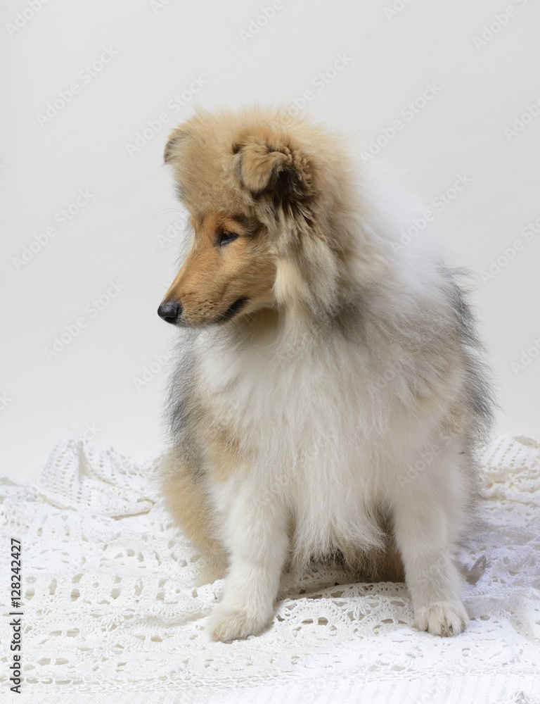 Chiot Colley Stock Photo | Adobe Stock