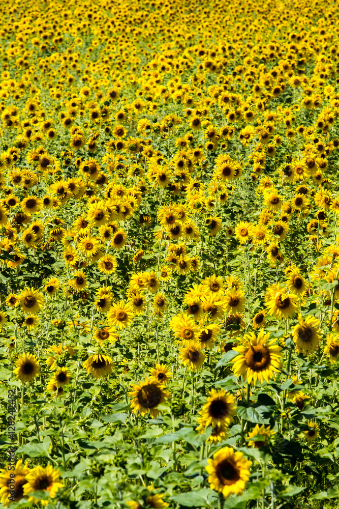 blooming sunflowers blooming sunflowers