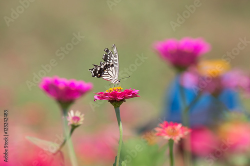 꽃밭에서 춤울 추눈 호랑나비 © sephoto