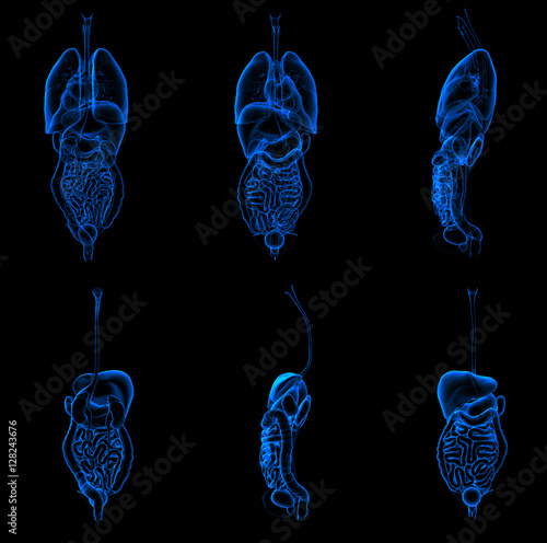 3d renderillustration of the  digestive and respiratory system photo
