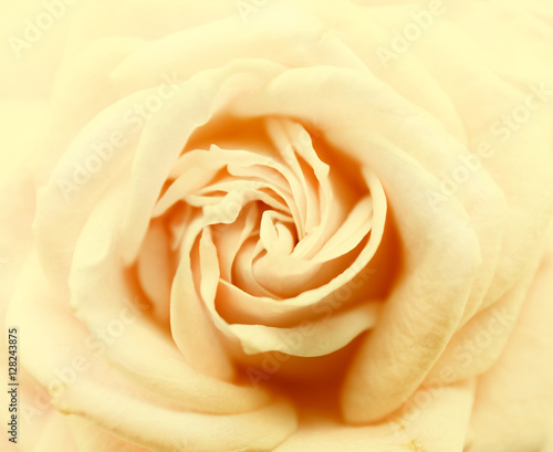 Beautiful rose  closeup. Floral background.