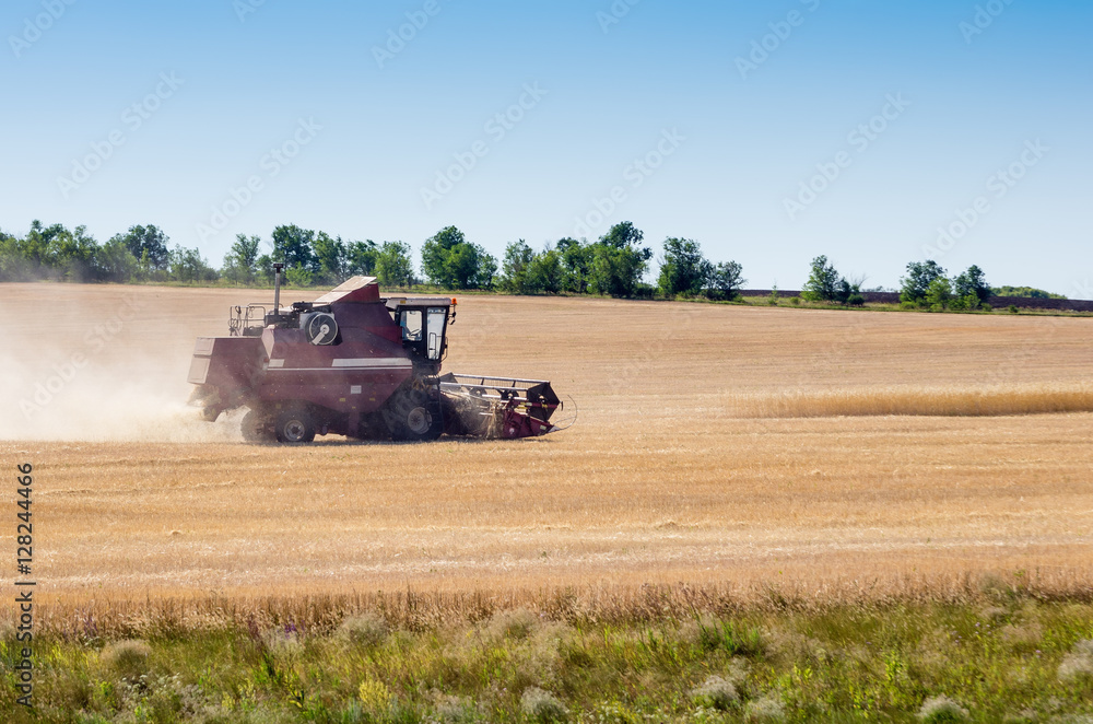 Fototapeta premium Combine harvester in a field