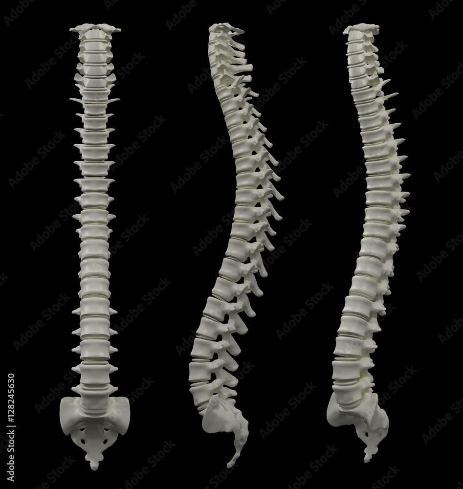 3d rendered of illustration - human spine 3d rendered of illustration - human spine