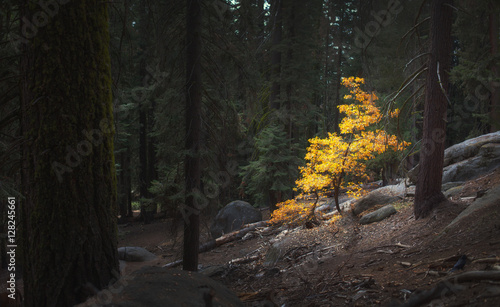 Yellow autumn tree stood out from pine trees in Sequoia National