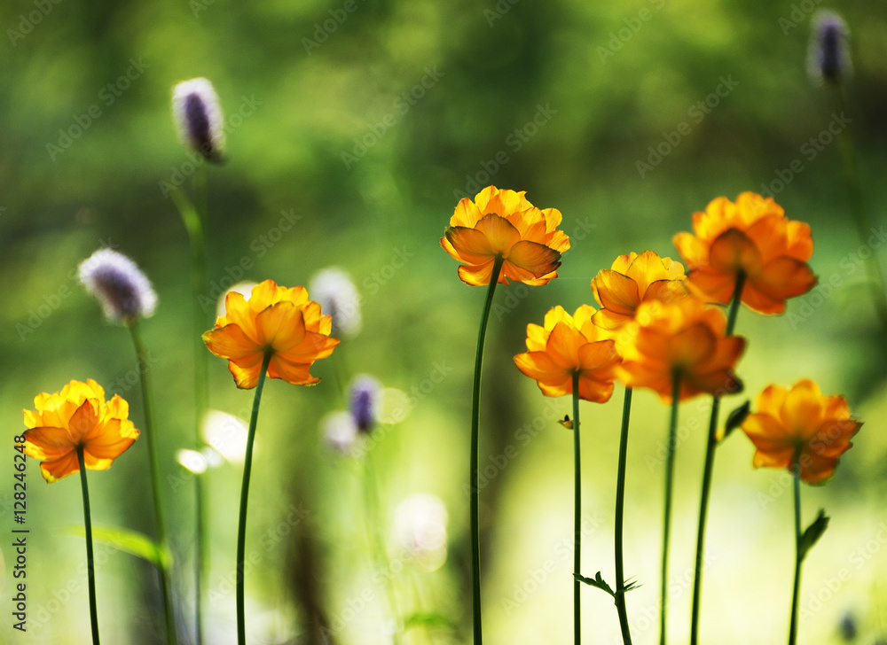 Obraz premium Alpine flowers in Altai Mountains, Siberia, Russian Federation