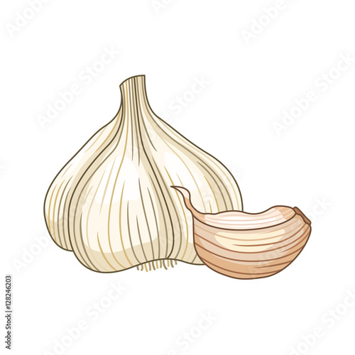 Garlic vector colored botanical illustration. Product to prepare delicious and healthy food. Isolated on white background.