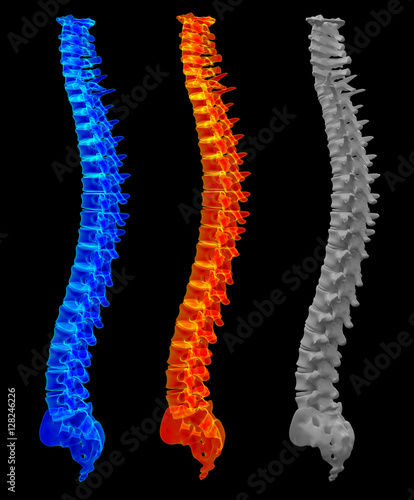 3d render illustration of the spine