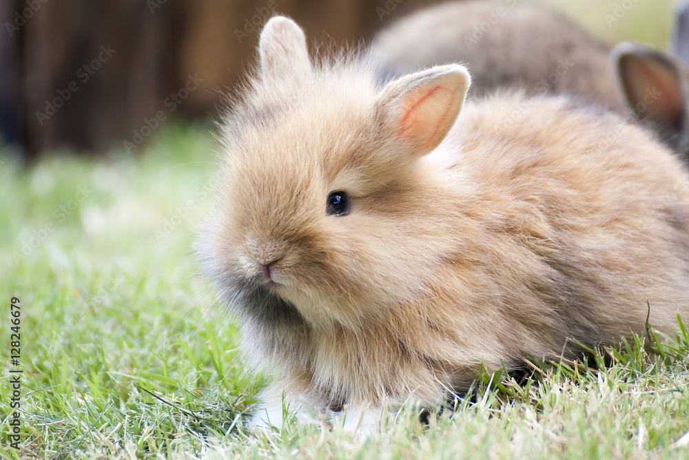 New born rabbit or cute bunny on green grass. New born rabbit or cute bunny on green grass.