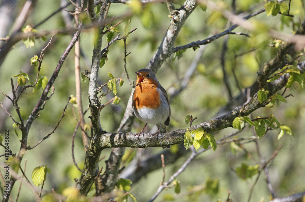 Robin Robin