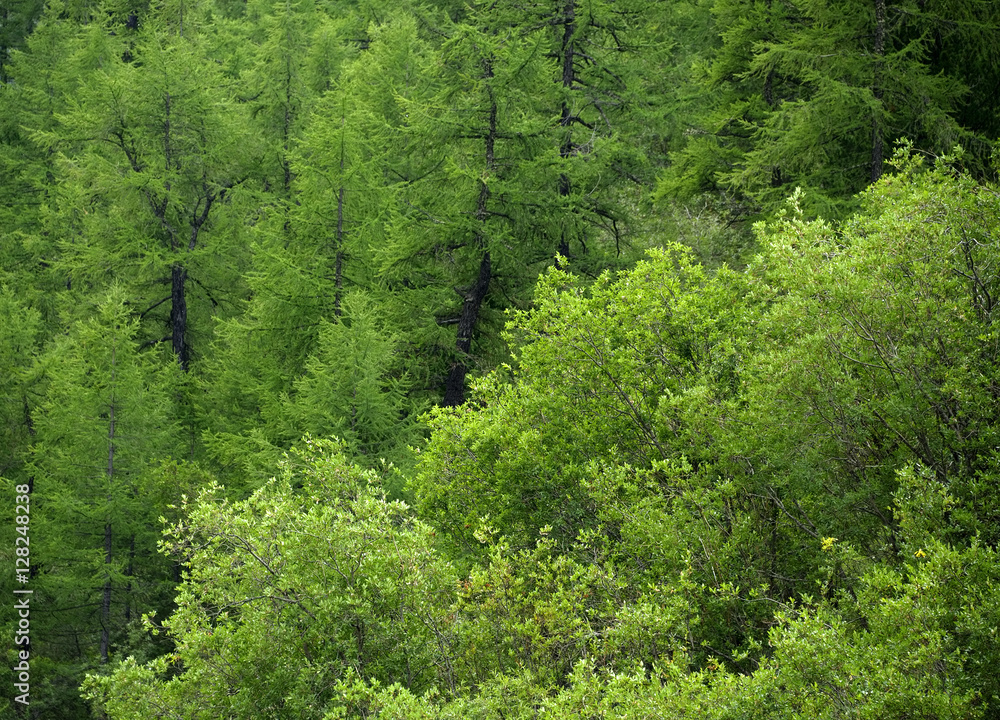 Young pine tree forest background Young pine tree forest background