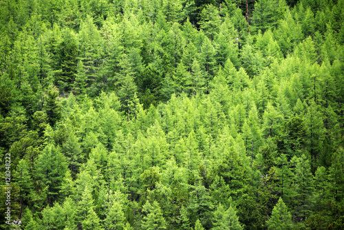 Young pine tree forest background