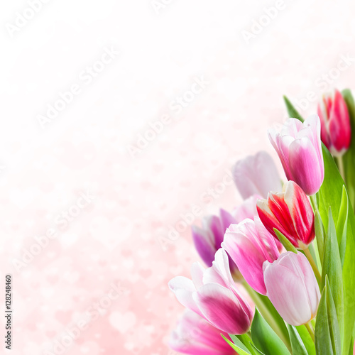 Valentines Day Background with Tulips