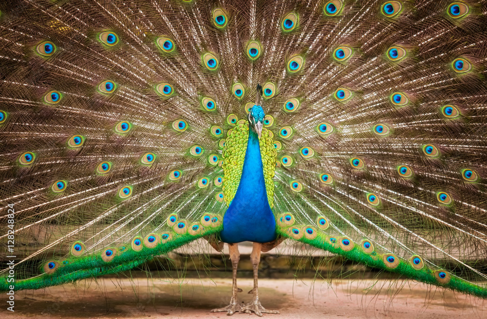 Fototapeta premium Portrait of beautiful peacock