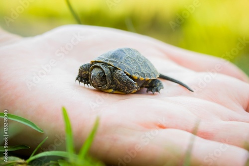 little baby turtle