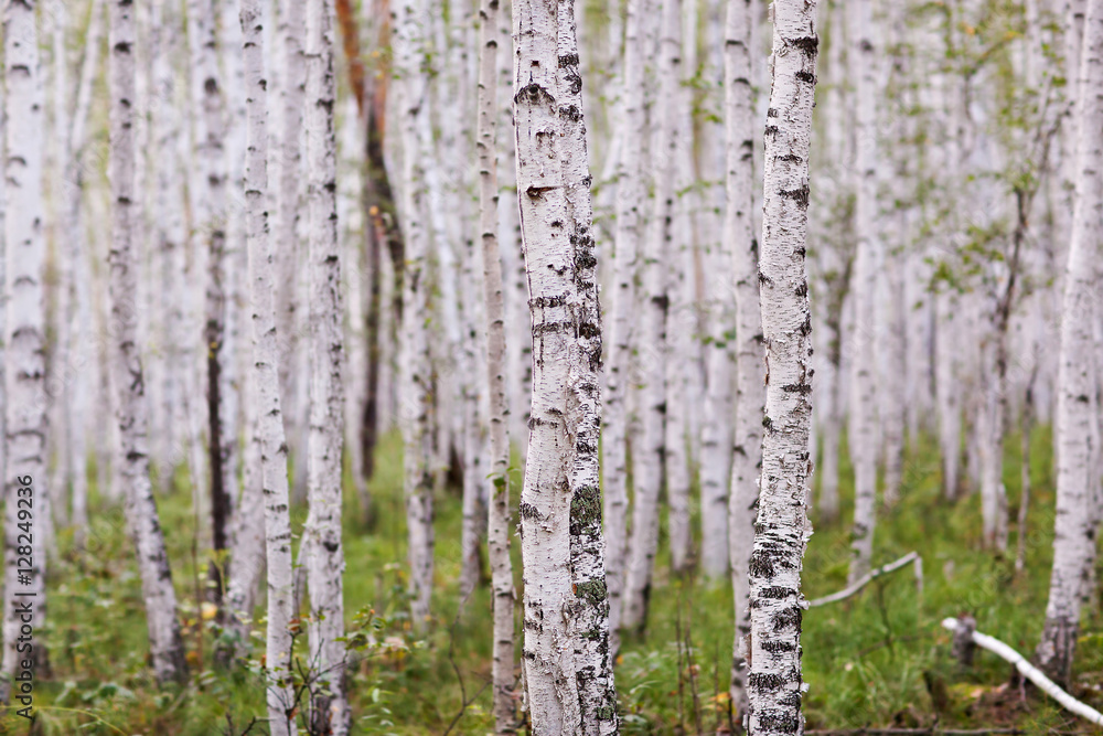 Obraz premium Forest with white brich at the summer day
