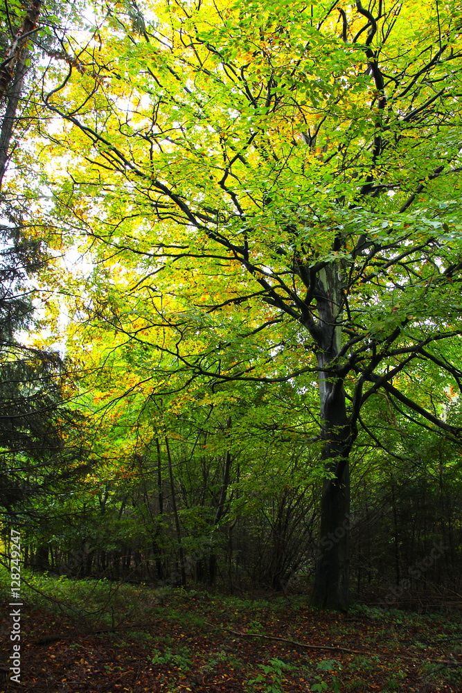 The tree is about to surrender to autumn in October The tree is about to surrender to autumn in October