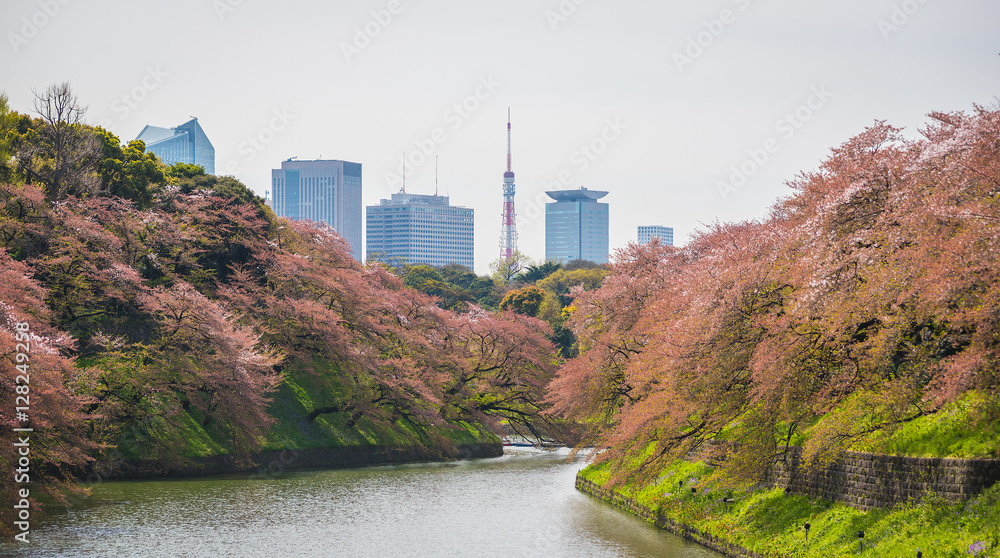 Naklejka premium Sakura blossom at Kitanomaru Garden, Tokyo, Japan