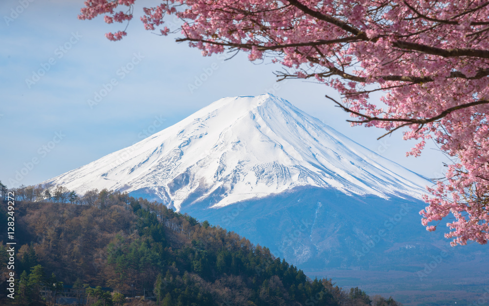 Naklejka premium Mountain Fuji in spring ,Cherry blossom Sakura