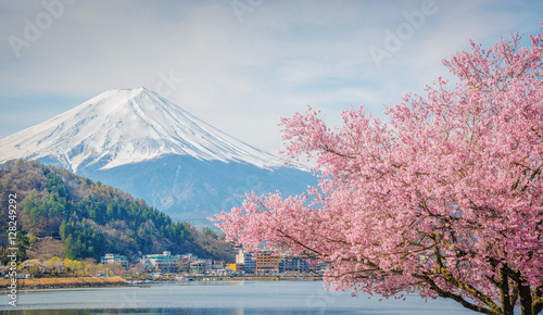 Mountain Fuji in spring ,Cherry blossom Sakura