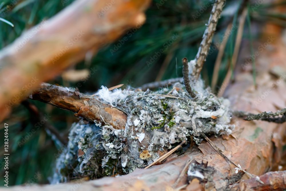 Aegithalos caudatus. The nest of the Long-tailed Tit in nature..