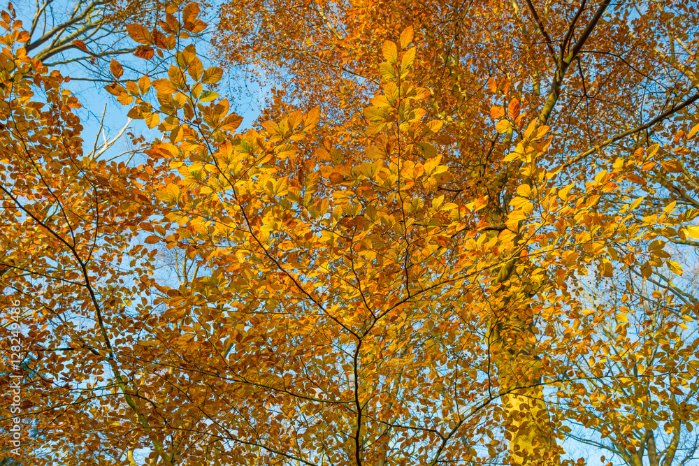 Beech forest in sunlight at fall Beech forest in sunlight at fall