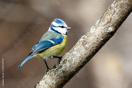 Blue tit (Parus caeruleus) © fotoparus
