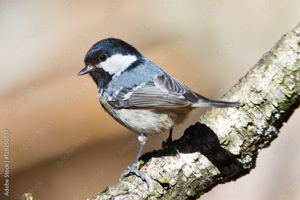 Fototapeta premium Coal Tit (Parus ater)