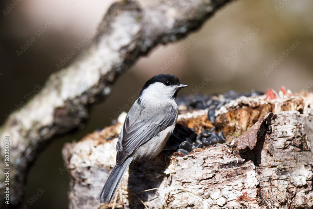 Willow Tit (Parus montanus, Parus atricapillus). Willow Tit (Parus montanus, Parus atricapillus).