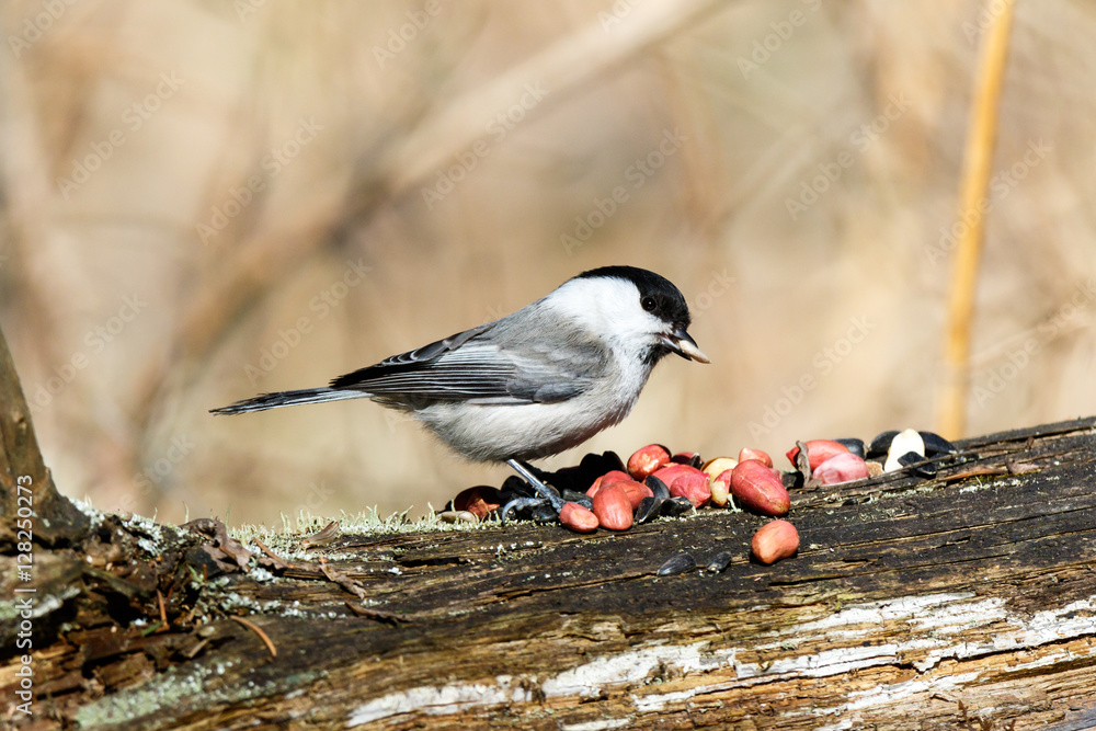 Willow Tit (Parus montanus, Parus atricapillus). Willow Tit (Parus montanus, Parus atricapillus).