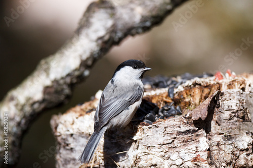 Willow Tit (Parus montanus, Parus atricapillus).