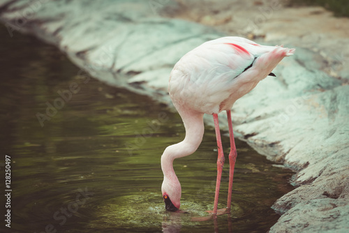 .Flamingo in korat zoo, thailand , vintage