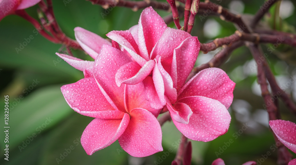 Pink plumeria on the plumeria tree, frangipani tropical flowers Pink plumeria on the plumeria tree, frangipani tropical flowers