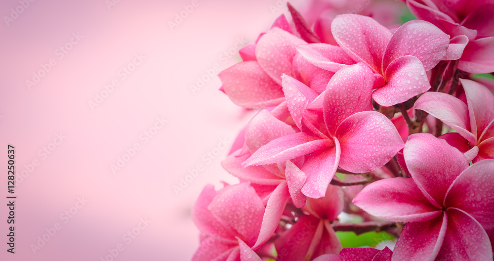 Pink plumeria on the plumeria tree, frangipani tropical flowers