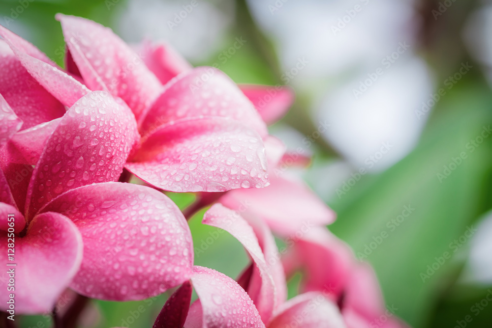 Pink plumeria on the plumeria tree, frangipani tropical flowers