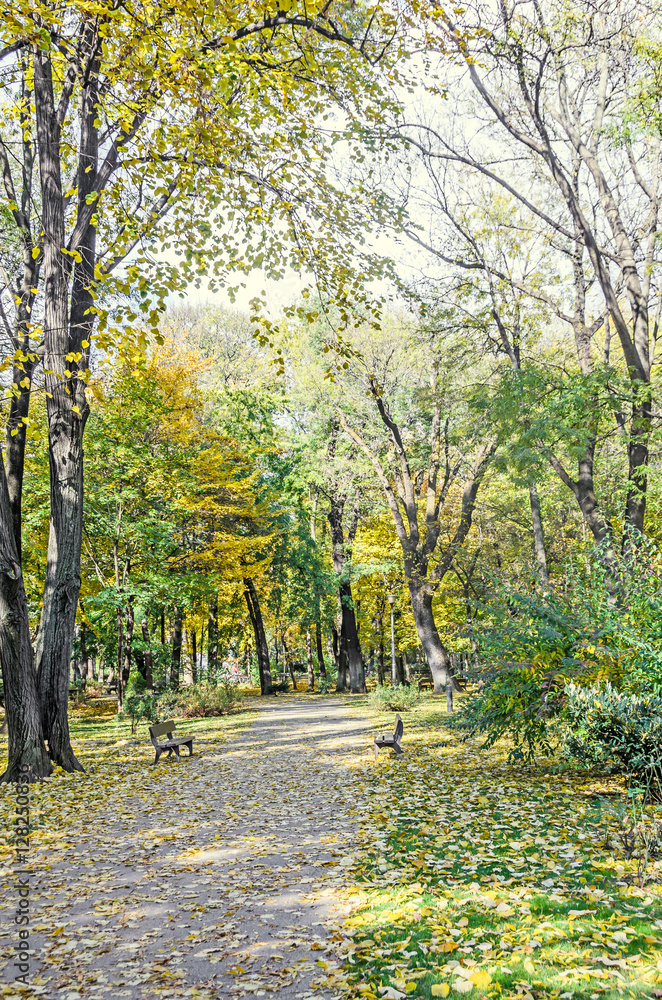 Autumn time in outdoor park with colored yellow orange trees